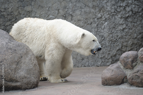 Polar bear female