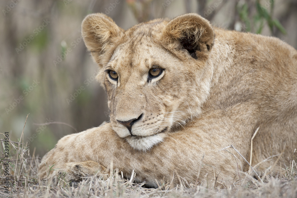 Lion Cub