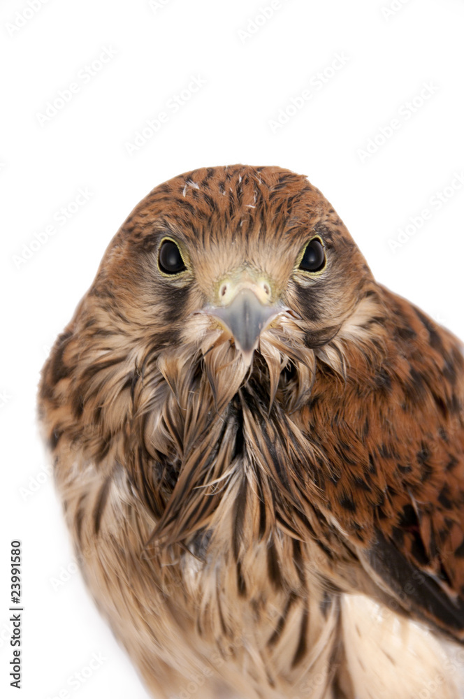 Fototapeta premium falcon