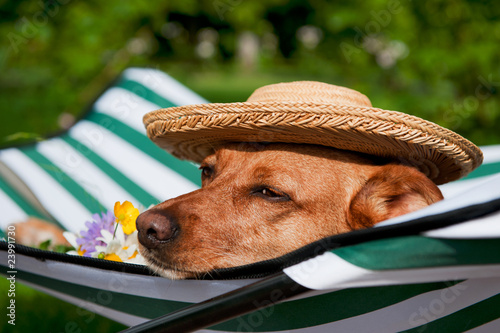 Dog on vacation photo