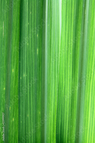 fond feuilles vertes de canne    sucre