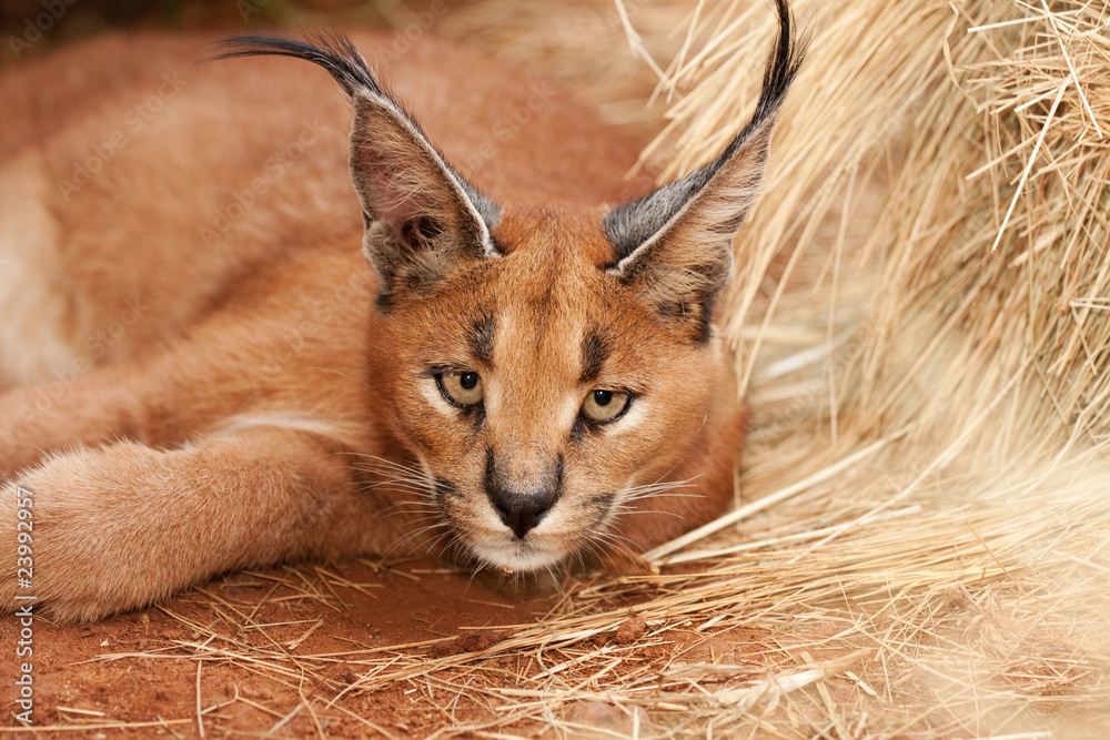 Naklejka premium caracal wild cat