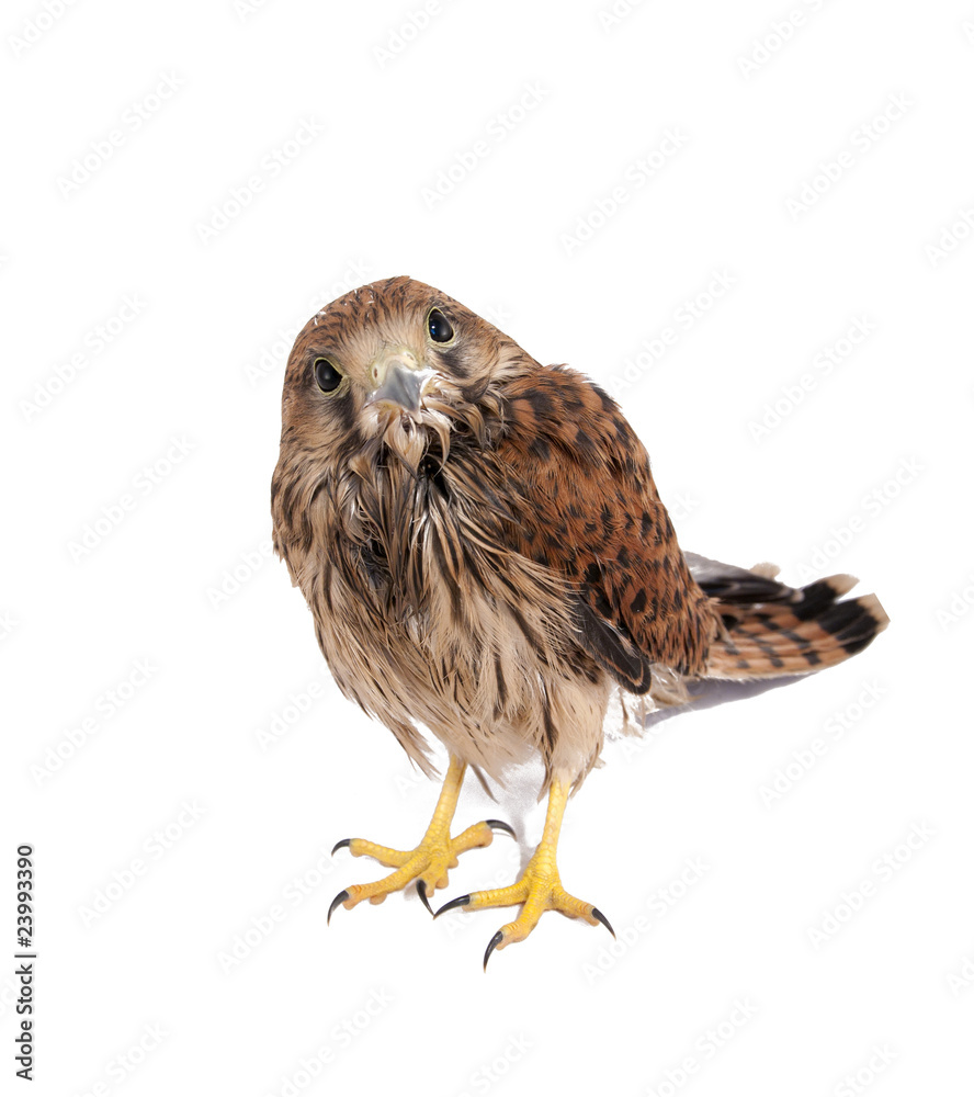 falcon falcon