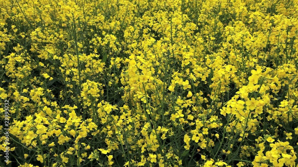Detailed view on Brassica napus Detailed view on Brassica napus