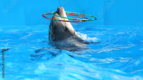 Delfin photo