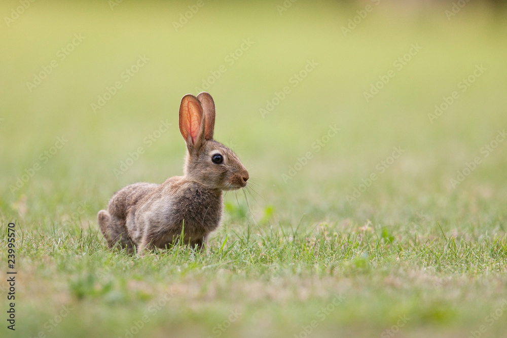 Fototapeta premium lapin garenne gibier animal oreille terrier peau fourrure chasse