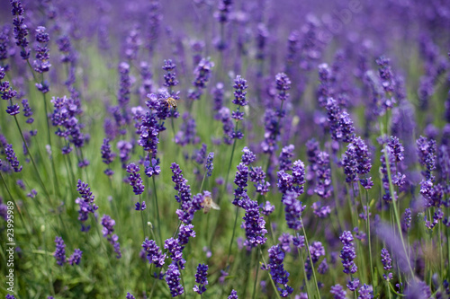 flowers of lavender and flying bees