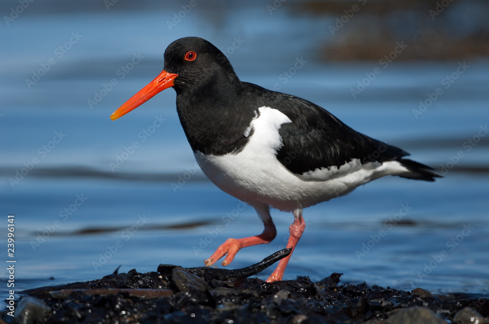Austernfischer, Oystercatcher, Haematopus ostralegus Austernfischer, Oystercatcher, Haematopus ostralegus