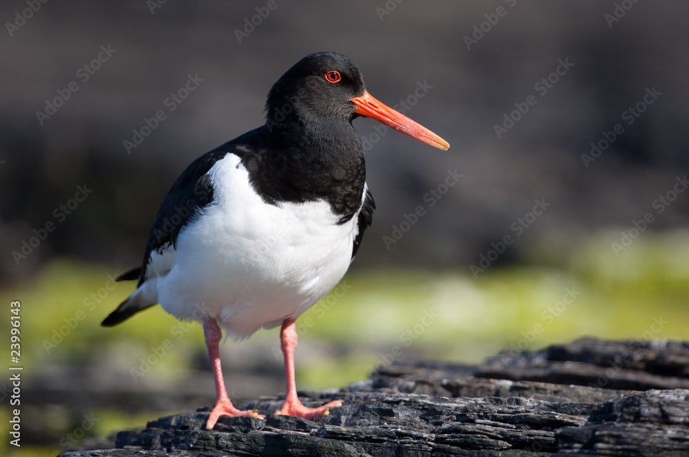 Austernfischer, Oystercatcher, Haematopus ostralegus