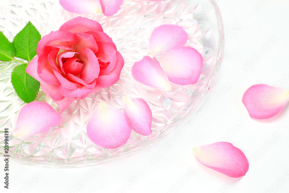 rose rose