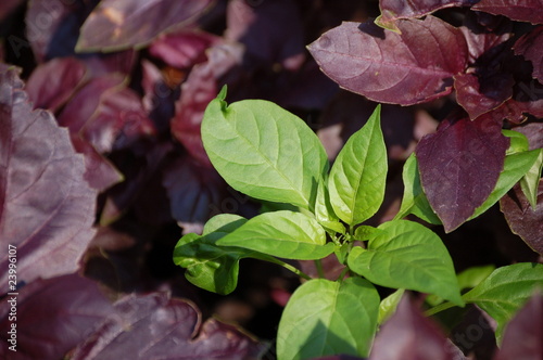 Green and red basil