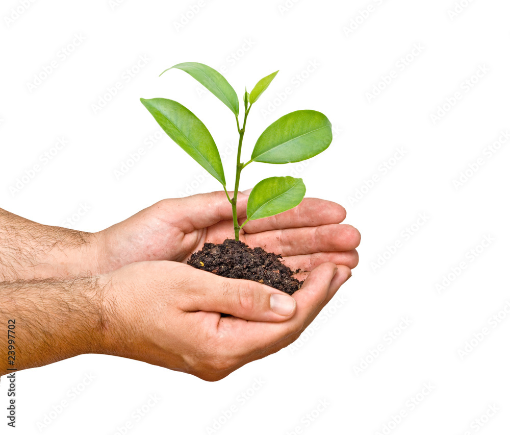 sprout in palms as a symbol of nature protection sprout in palms as a symbol of nature protection