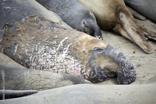 male Seelion at the beach