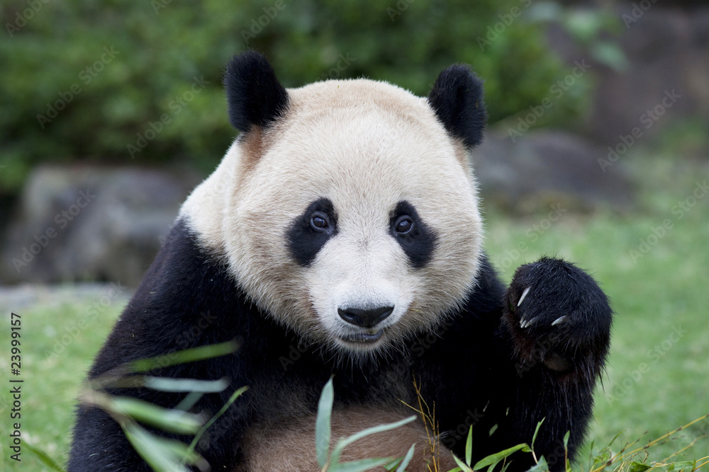 Fototapeta premium ジャイアントパンダのクローズアップ