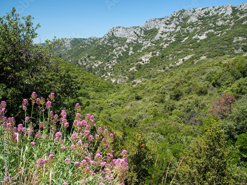 Fleurs et montagne du Lubéron