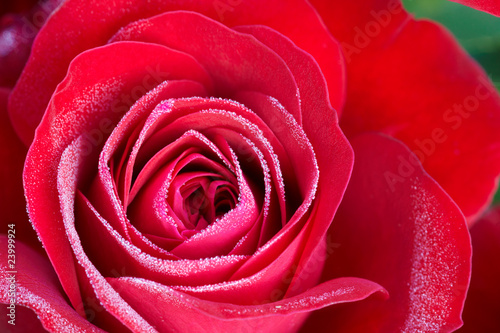 Fototapeta Naklejka Na Ścianę i Meble -  red rose close up with dew droplets