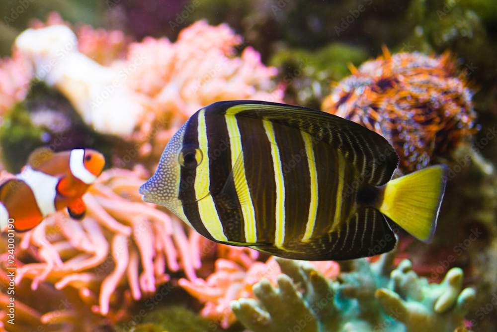 Fotografie Pacific Sailfin Tang