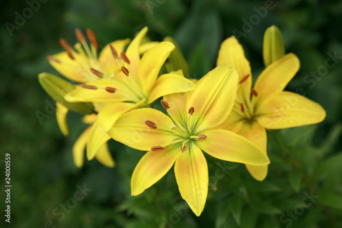 Yellow lilies in sunny day