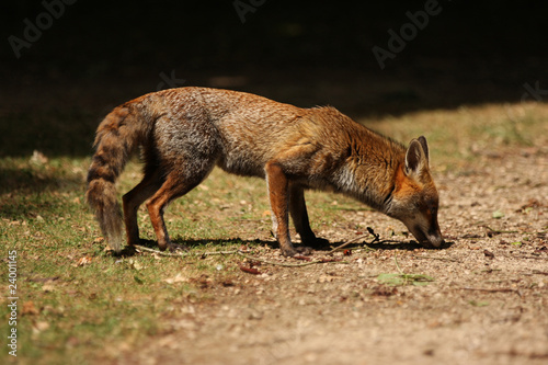 Red Fox Sniffing