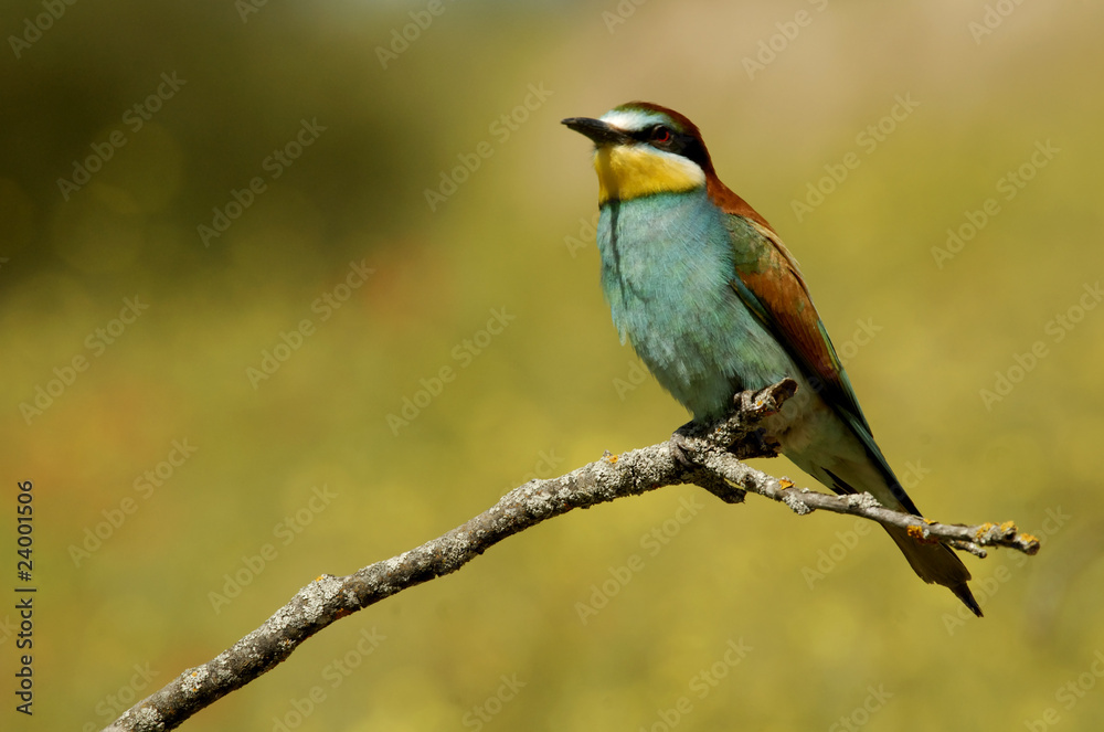 El abejaruco El abejaruco
