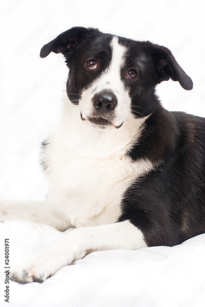 border collie in front of a white background border collie in front of a white background