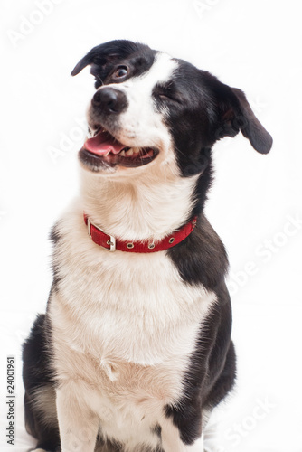 border collie in front of a white background To Say Hello