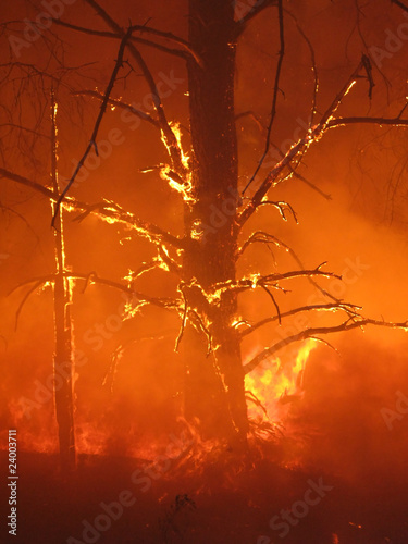 Burning tree in the forest