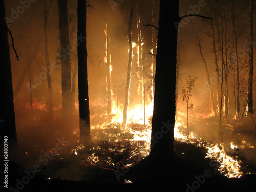 Forest fire