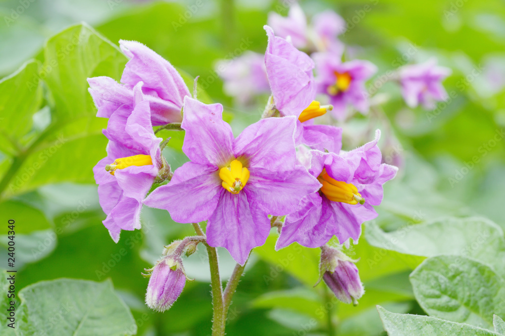 Foto Blossoming potato