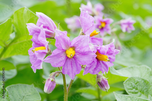 Foto Blossoming potato