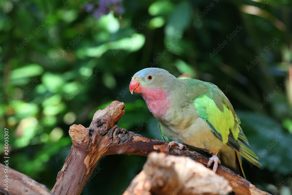 Lovebird with pink and green feathers
