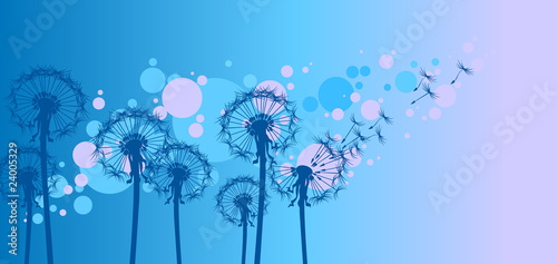dandelions on blue background