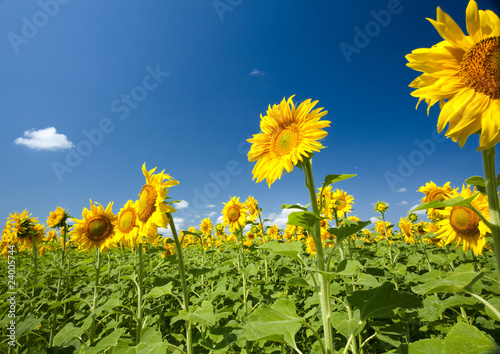 sunflowers under the blue sky. beautiful rural scene