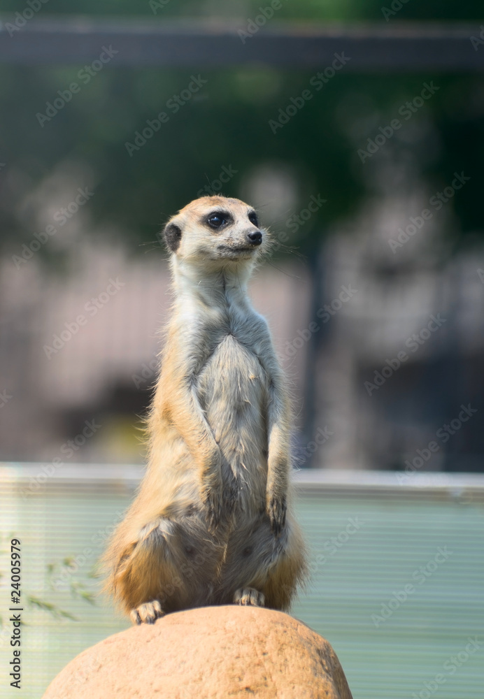 Fototapeta premium Meerkat (S. Suricata)