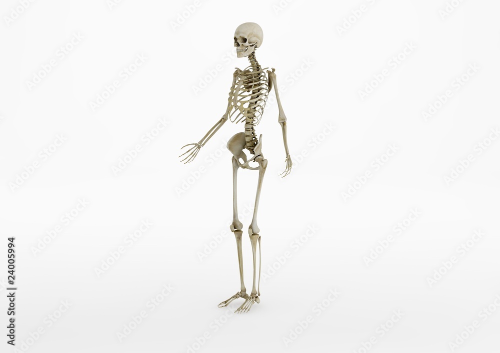 Skeleton 03