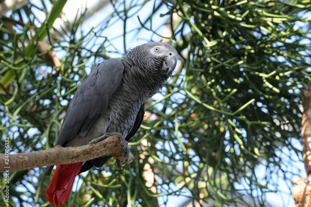 African gray parrot tropical bird looking below African gray parrot tropical bird looking below