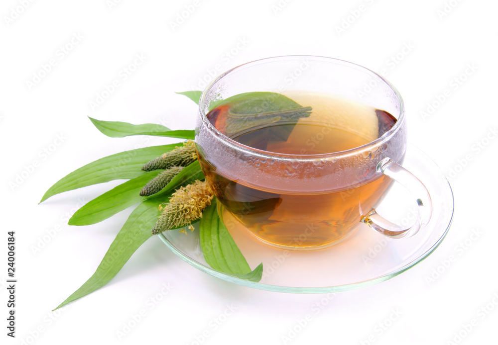 Fotografie Tee Spitzwegerich - tea ribwort plantain 08