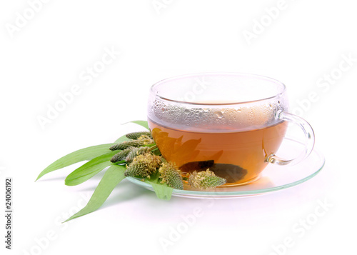 Tee Spitzwegerich - tea ribwort plantain 09