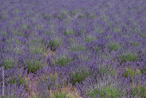 provence et lavande