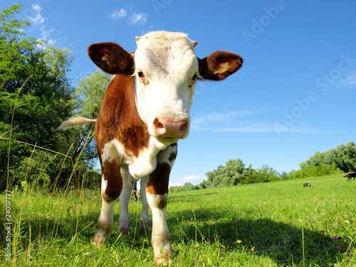 Canvastavla young bull