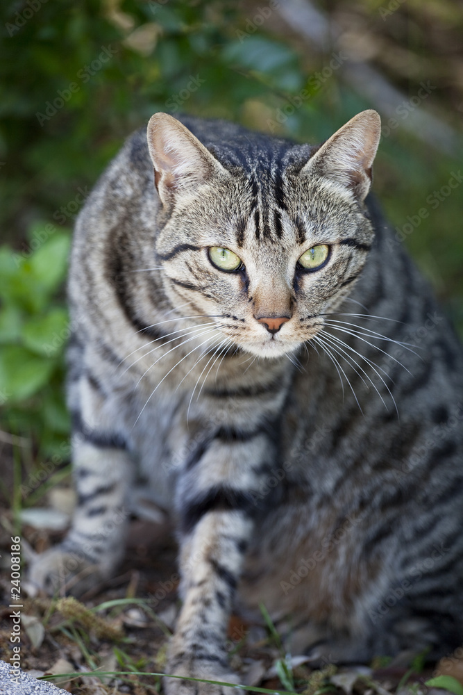 chat de gouttière