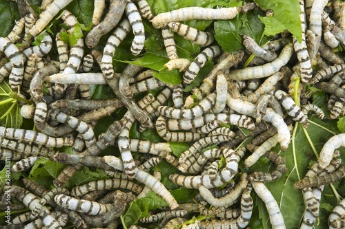 silkworms eating mulberry leaf closeup