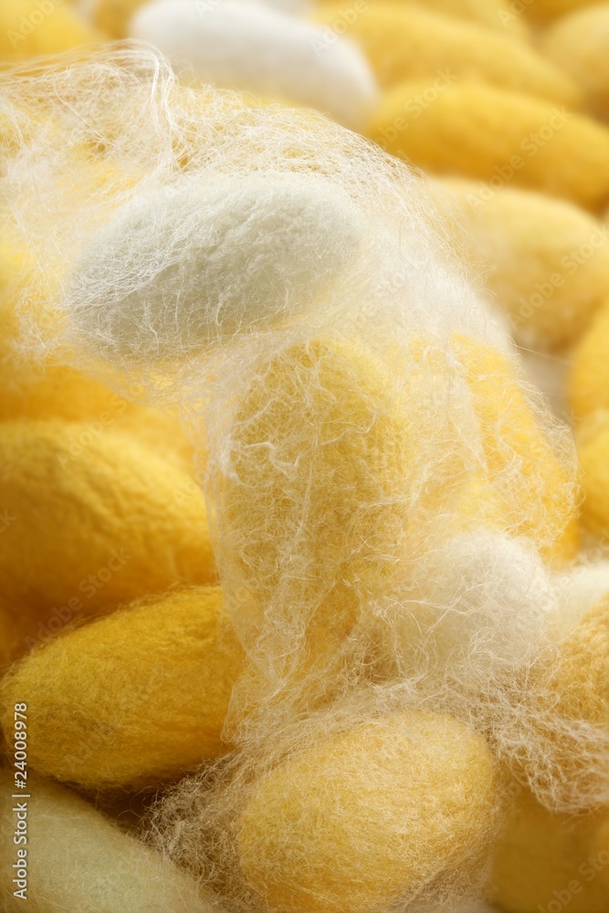 Fotografie silkworm cocoon macro detail many silk worm