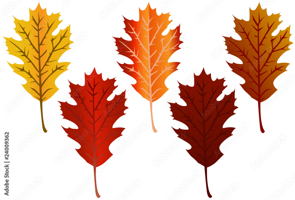 Fall Leaves Fall Leaves