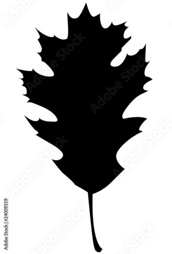 Northern Red Oak Silhouette