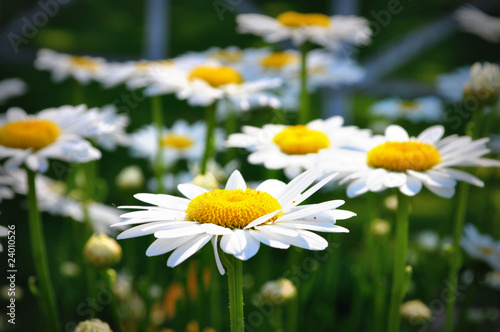 Shasta daisies