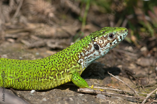 green lizard  Lacerta viridis 
