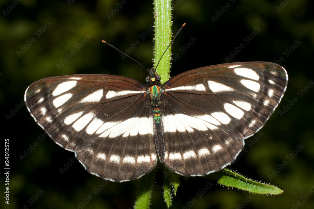 Obraz premium common glider ( Neptis sappho ) on a leaf