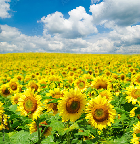 Fototapeta Naklejka Na Ścianę i Meble -  sunflower field