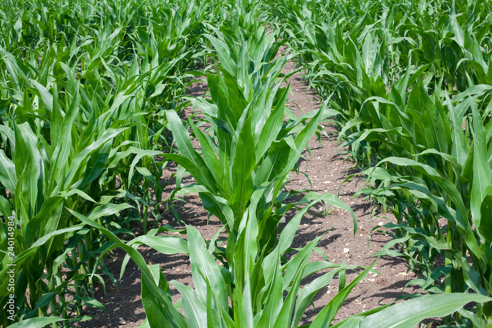 Obraz premium corn field